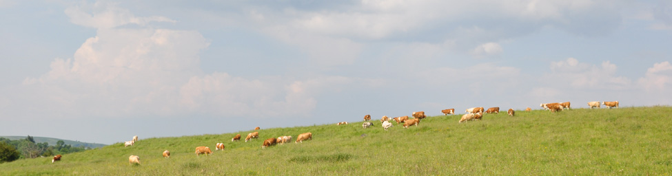 Herd of simmental cows