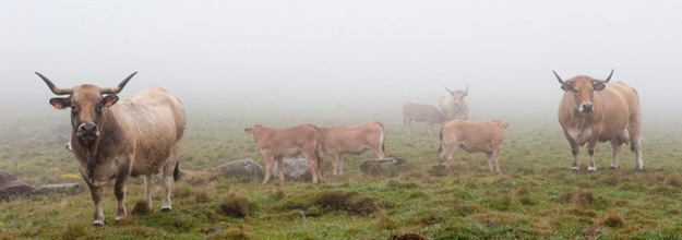 Aubrac cows, now raised primarily for meat