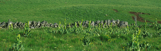 Aubrac landscape