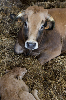 Portrait of an Aubrac cow