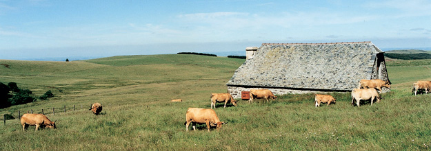 Buron and cows in a summer pasture