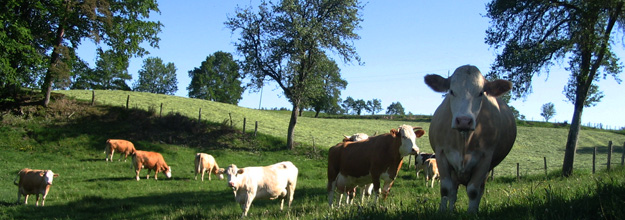 Simmental cows