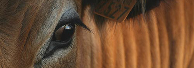 Aubrac cows look like they wear make-up