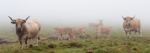 L'aubrac, aujourd'hui surtout race à viande