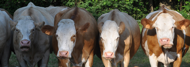 French Simmental cows