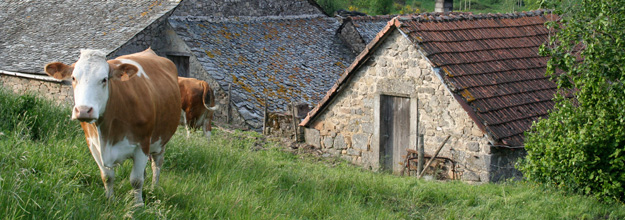 Vache simmental