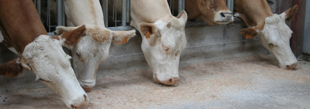 Simmental cows in the stable