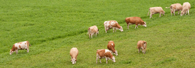 Simmental cows in a meadow