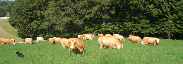 Cows in the meadow