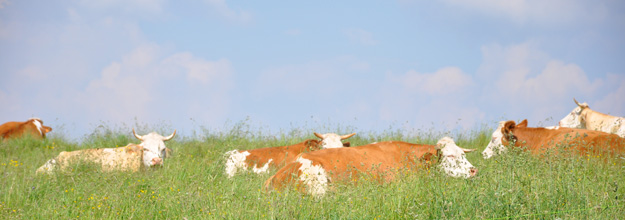 Vaches à la sieste